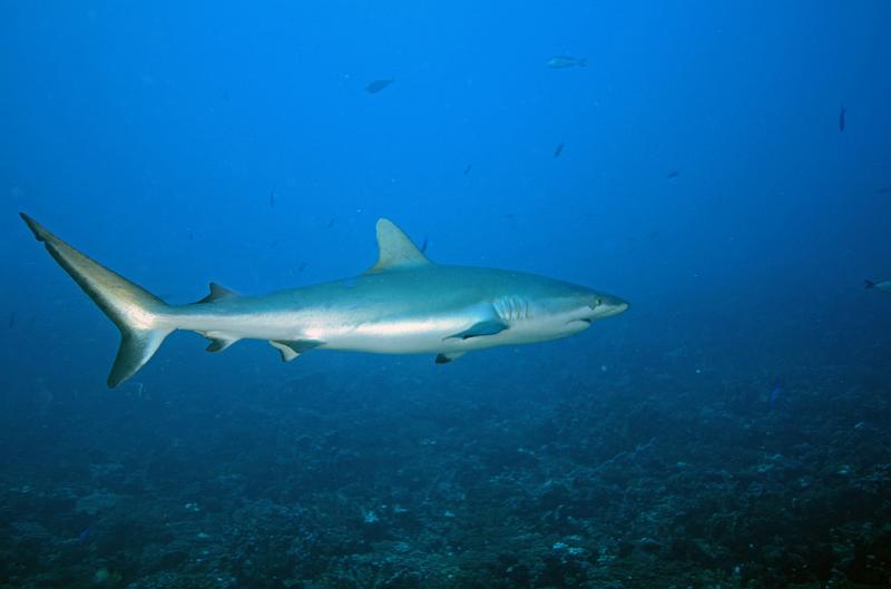 PF Fakarava janv 2012_065.jpg